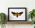 Framed Death Head Hawk Moth, Acherontia atropos, Insect Wall Decor