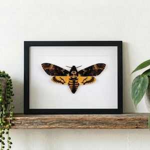 Falena testa di morto (Acherontia atropos) incorniciata, decorazione murale a forma di insetto