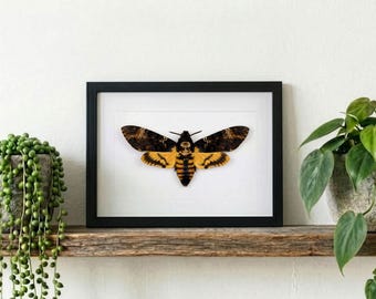 Gerahmte Totenkopf Schwärmer, Acherontia atropos, Insekt Wanddekoration