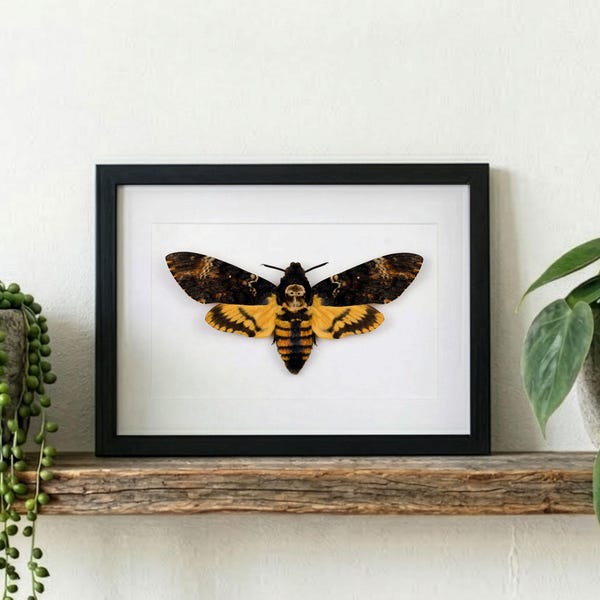 Ingelijste doodskop nachtvlinder, Acherontia atropos, muurdecoratie insecten