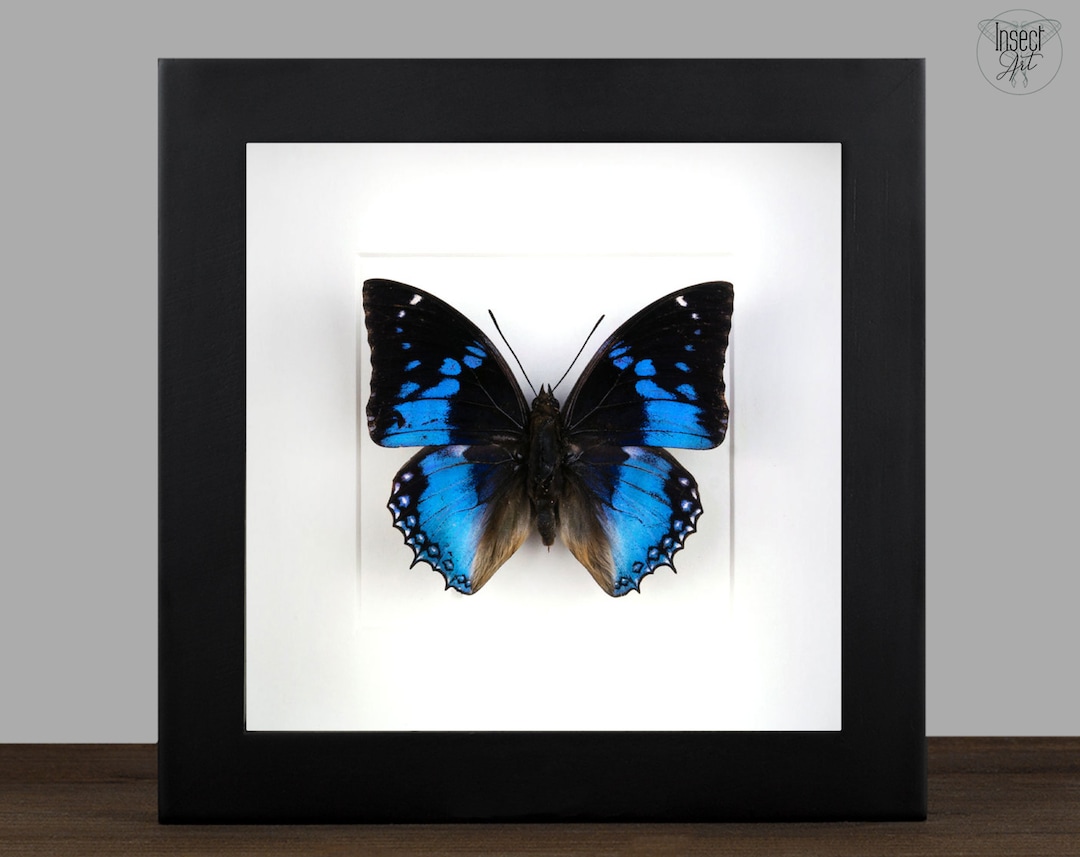 Real Butterfly in Shadow Box Frame, Blue Framed Moth Insect Taxidermy ...