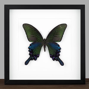 Farfalla coda di rondine pavone incorniciata: Papilio bianor, insetto da parete