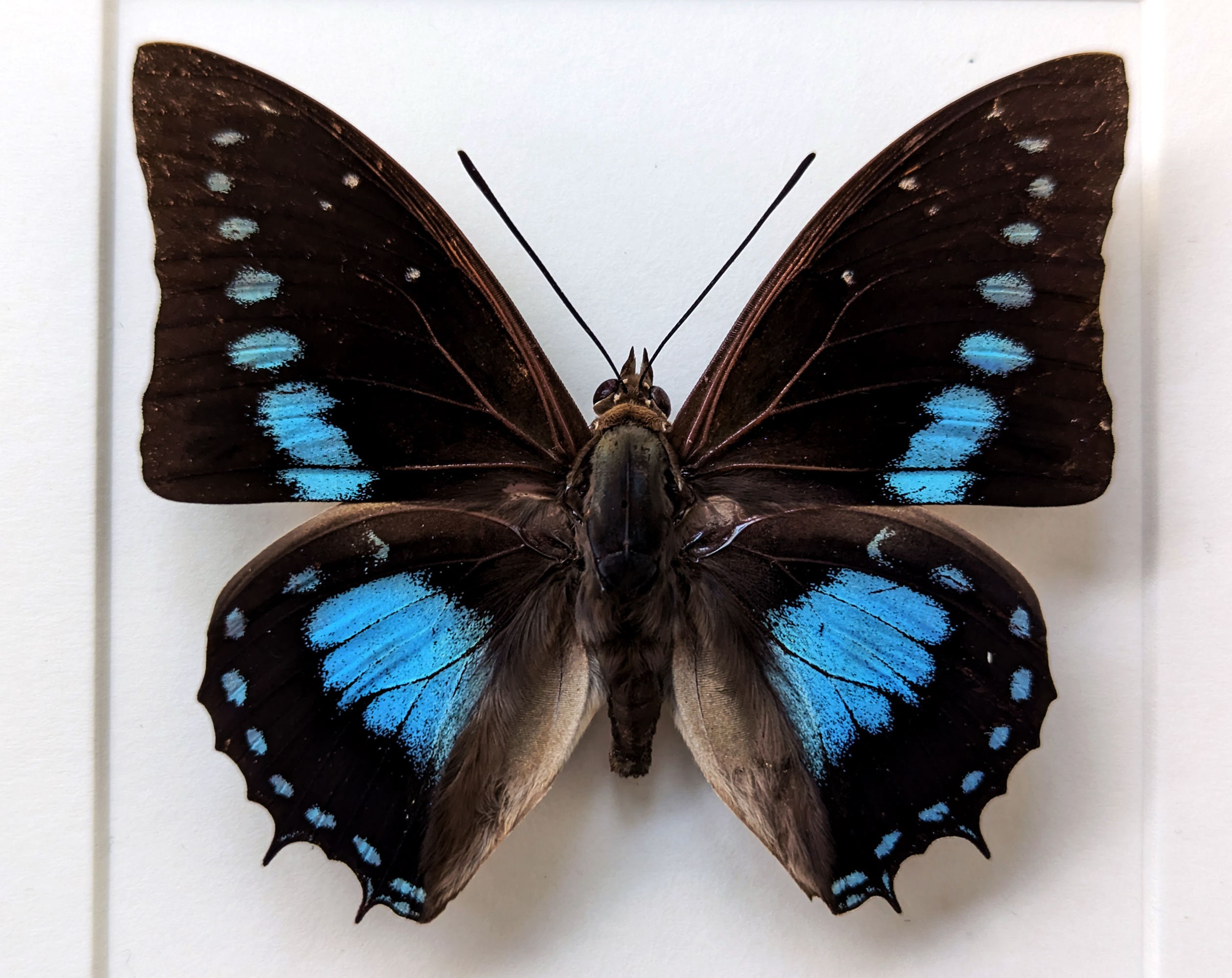 額入り青い蝶：Charaxes imperialis 昆虫学シャドーボックス - Etsy 日本