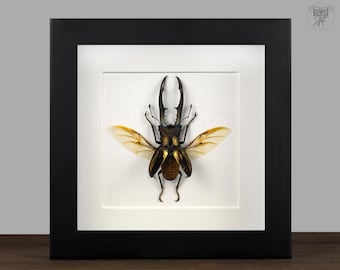 Echter Hirschkäfer gerahmt Cylcommatus metallifer finae Insekt Entomologie Taxidermie Natur Wanddeko Geschenk Taxidermie Kunst Dekoration