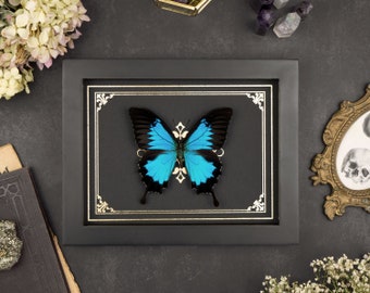 Framed Blue Swallowtail Butterfly: Gold Ornament Print Shadowbox