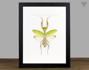 Female Hierodula membranacea Praying Mantis, Spread Wings, Black Shadowbox Frame, 23x18cm, Curiosity Decor