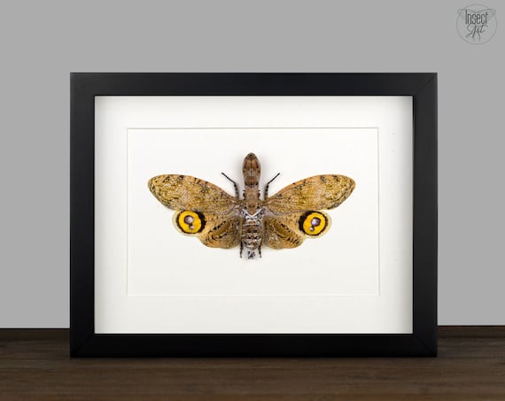 2個パック 本物の蝶 蝉 カブトムシ 昆虫 昆虫 昆虫学 木製フレーム セミ 蝉