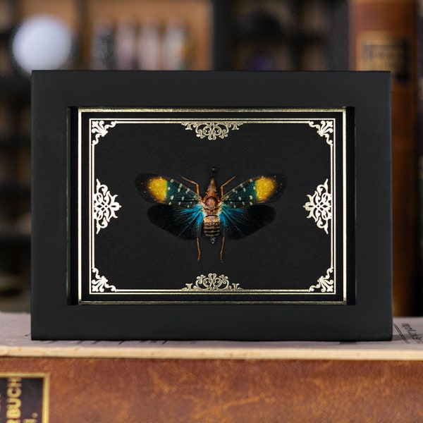 Framed Lanternfly Cicada, Gold Foil Ornament Frame Print, Pyrops gunjii Shadow Box, Real Bug Insect Display, Curiosity Oddity, Gothic Decor