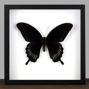 Framed real butterfly Papilio deiphobus insect shadow box black gothic decor