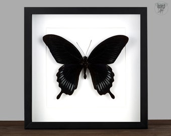 Framed real butterfly Papilio deiphobus insect shadow box black gothic decor