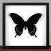 see more listings in the Framed Butterflies section