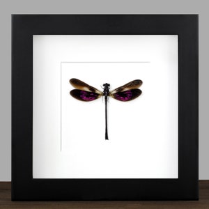 Framed Purple Dragonfly: Euphaea Variegata Insect Display