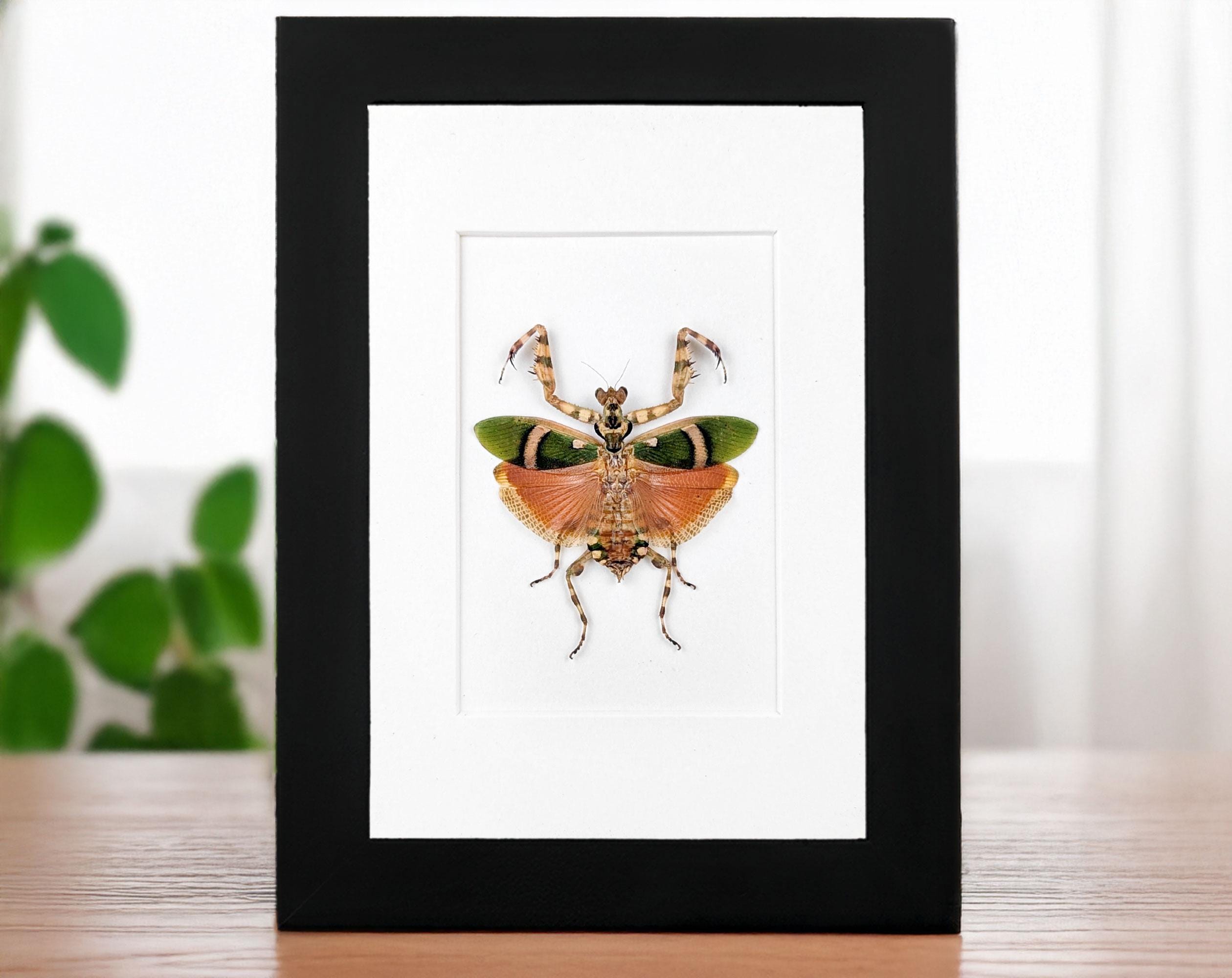 ゴーストマンティス - Etsy 日本