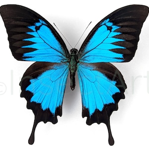 Puede incluir: Una mariposa azul y negra con colas largas. La mariposa tiene un cuerpo azul vibrante con marcas negras y alas negras.