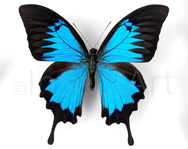 Puede incluir: Una mariposa azul y negra con colas largas. La mariposa tiene un cuerpo azul vibrante con marcas negras y alas negras.