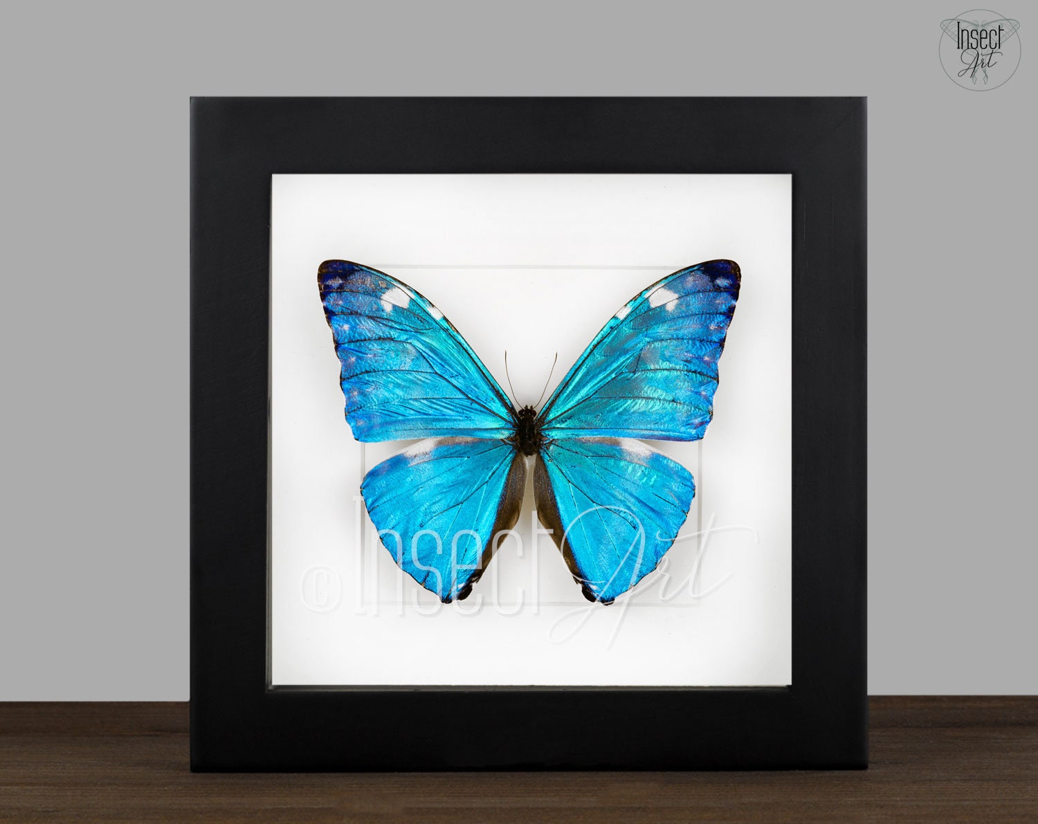 Morpho helenor female real butterfly in frame showcase preparation nature deco entomology insect taxidermy curiosities Insect Art