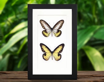 Two real Ideopsis Jungle Nymph Butterflies in a black shadow box frame, entomology collection specimen