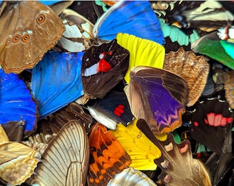 Real Butterfly Wings A2 for Crafts | Loose Wings | DIY Entomology Jewelry Resin Art