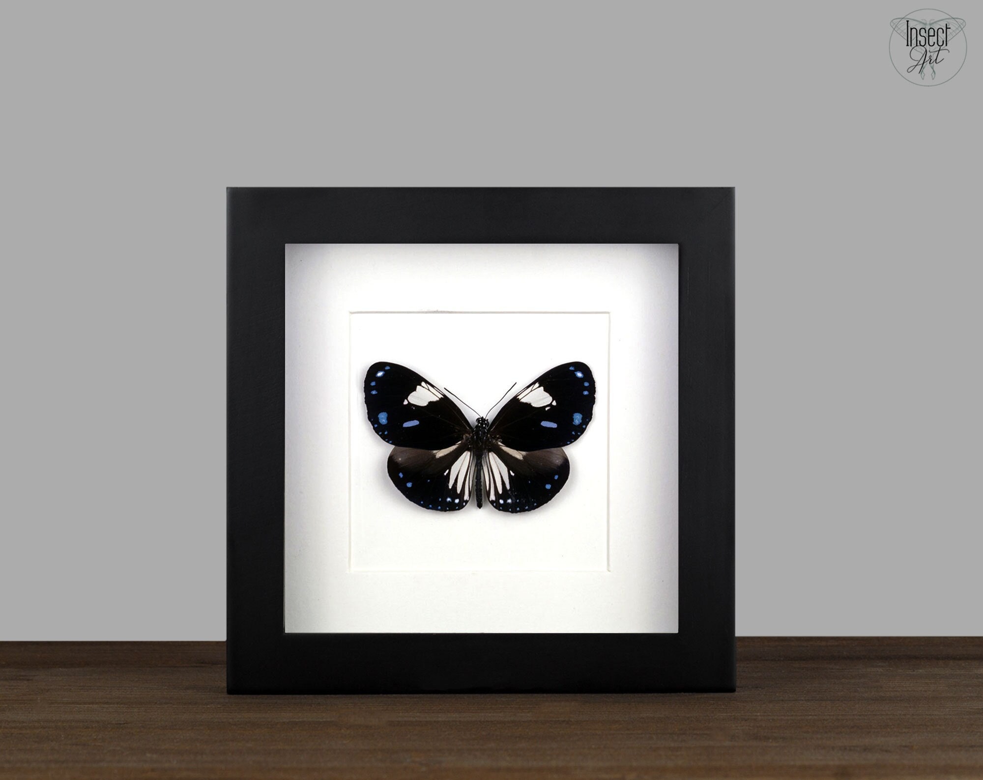 Papillon à ailes d'oiseau - Puzzle 3D Collection Insectes - DIY