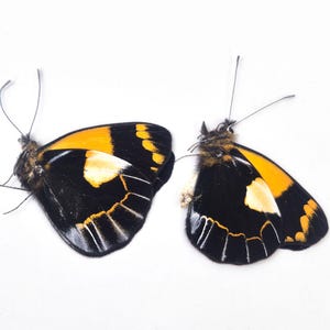 2 Delias Meeki Butterflies: Unprepared Papered Specimens