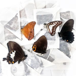 10 real mixed butterflies unprepared/folded papered Pinned Butterfly Dried Specimen Entomology Crafts Art Design