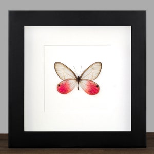 Könnte beinhalten: Ein gerahmtes Schmetterlingspräparat mit transparenten Flügeln und leuchtend roten Markierungen. Der Schmetterling ist auf weißem Hintergrund in einem schwarzen Rahmen zentriert. Das Kunstwerk wird auf einer Holzoberfläche präsentiert.