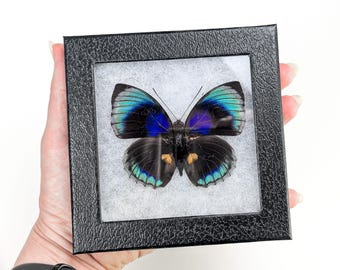 Agrias beatifica beata Butterfly – Real preserved pinned Specimen in Riker Mount Display
