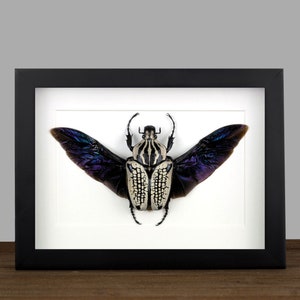 Goliathus orientalis - Etsy 日本