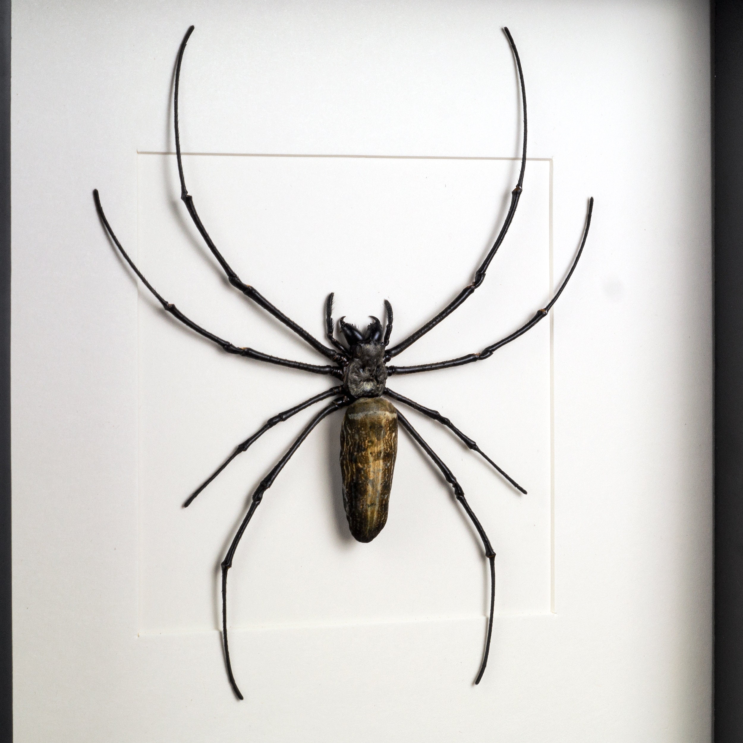 Nephila maculata Ferris wheel web spider framed real spider Etsy