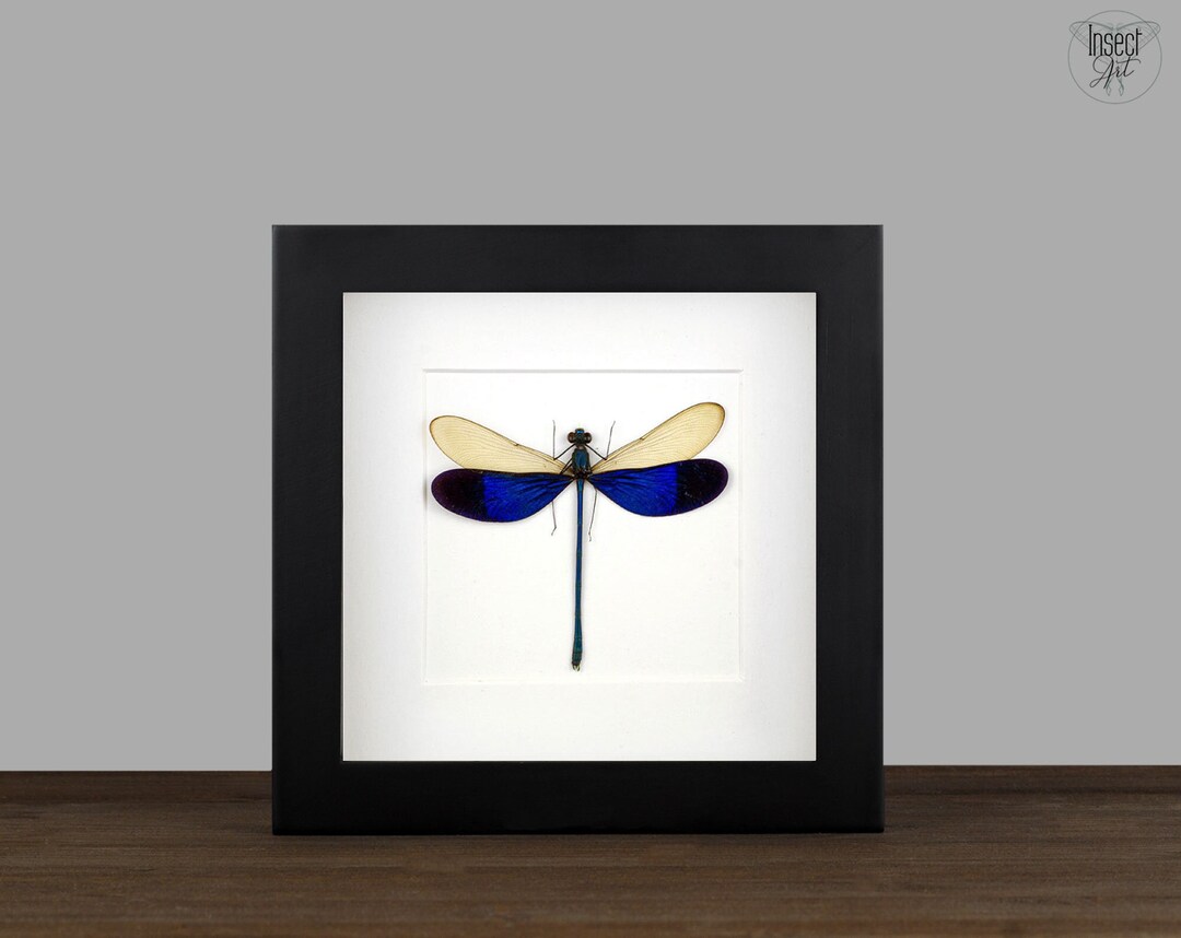 Stunning Dragonfly In Display Case | Neurobasis Chinensis Florida - Foto 6