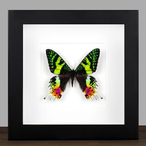 Framed Sunset Moth: Real Madagascar Butterfly, Entomology Display