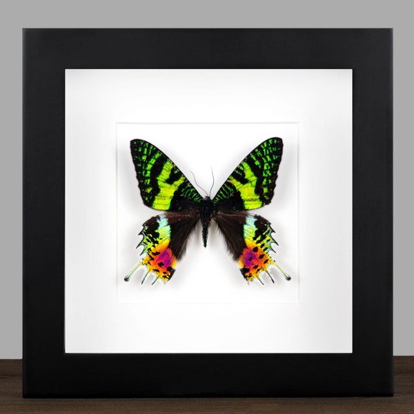 Real framed Sunset Moth, Real Butterfly Insect Shadow Box Frame, Entomology Taxidermy Display Nature Collection Wall Hanging Home Decor Gift