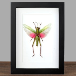 May include: A framed green and pink grasshopper with long legs and wings. The grasshopper is mounted on a white background inside a black frame.