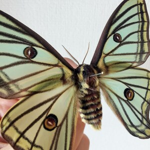 May include: A preserved green and brown luna moth with large, iridescent wings. The wings have black veins and brown eyespots.
