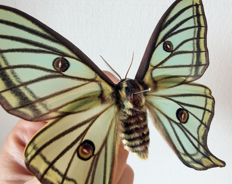 May include: A preserved green and brown luna moth with large, iridescent wings. The wings have black veins and brown eyespots.