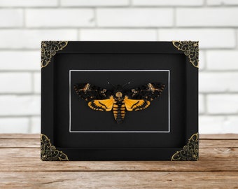 Real framed Death Head Hawkmoth, Moth in Shadow Box, Butterfly Baroque Vintage Frame, Insect Taxidermy Gothic Witch Aesthetic Wall Decor