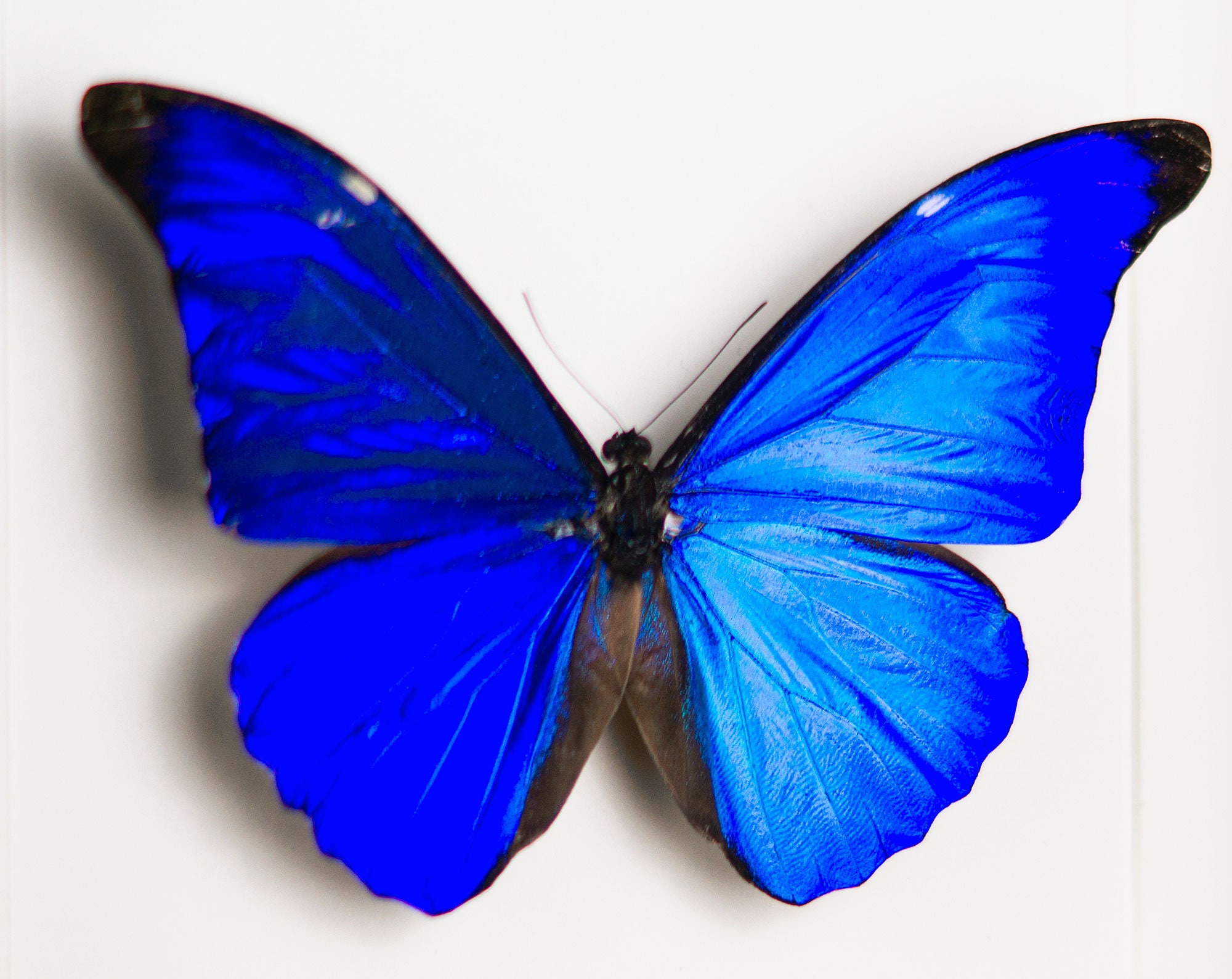 Real Framed Blue Morpho Butterfly Shadow Box Frame Taxidermy Entomology ...