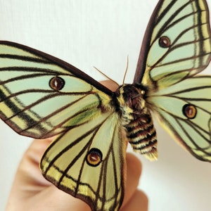 May include: A large, green and brown moth with large, iridescent wings. The moth has a wingspan of approximately 6 inches.