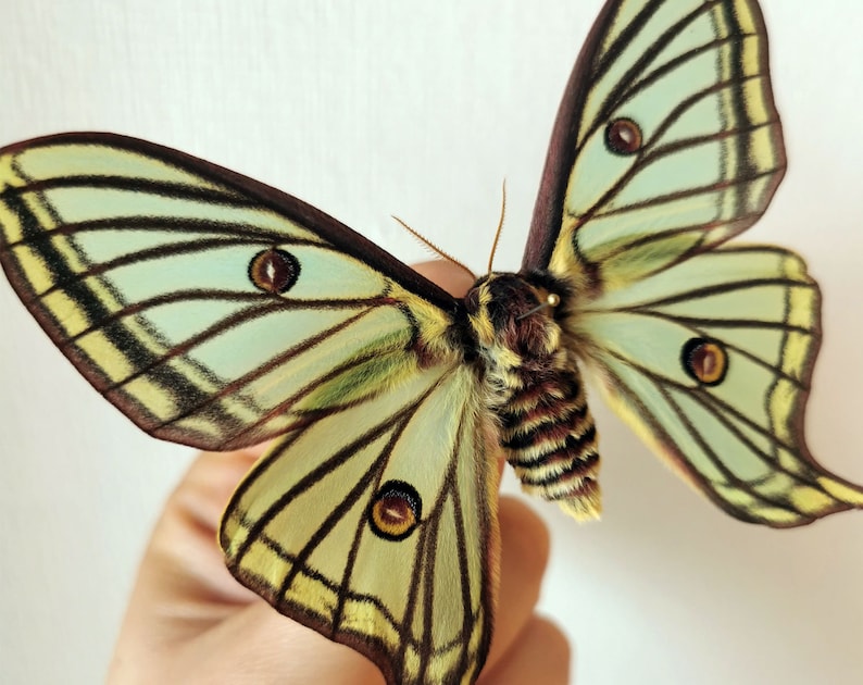 May include: A large, green and brown moth with large, iridescent wings. The moth has a wingspan of approximately 6 inches.