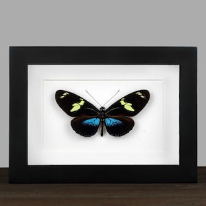May include: A framed butterfly specimen with black wings, yellow markings, and blue accents. The butterfly is displayed on a white background within a black frame.