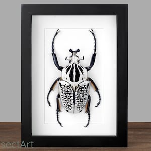Peut inclure: Un scarabée noir et blanc encadré avec un corps blanc et des rayures noires. Le scarabée est monté sur un fond blanc et encadré dans un cadre noir.