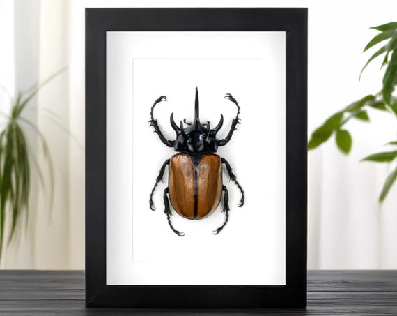 Vintage Entomologist T Shirt Hercules Rhinoceros Beetle Tee Vintage Entomologist T Shirt Hercules Rhinoceros Beetle Tee