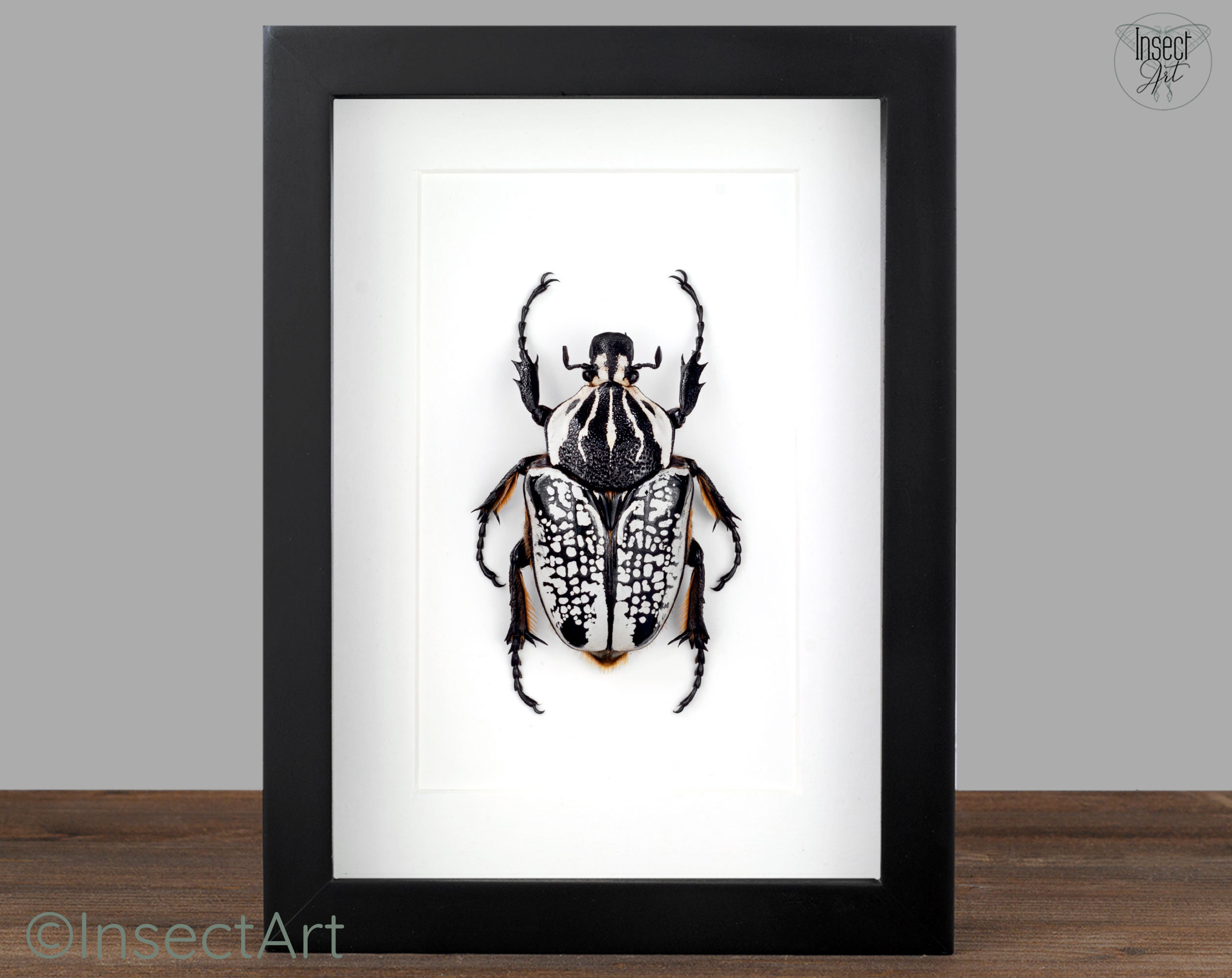 Real Framed Beetle Goliathus Flower Beetle in Shadow Box Insect