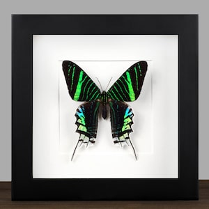 Framed Urania Leilus Butterfly: Real Moth Shadow Box Display