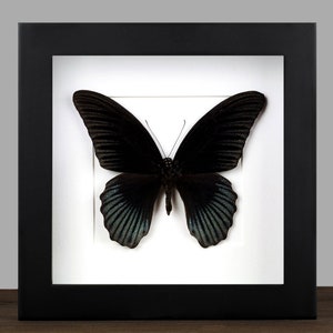 May include: A framed black butterfly with blue iridescent wings. The butterfly is mounted on a white background and framed in a black frame.