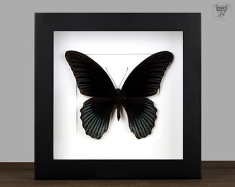 Echter schwarzer Schmetterling gerahmt Papilio memnon  Insekt Entomologie Taxidermie Natur Wanddeko Geschenk Kunst Home Office Decor
