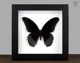 Framed Papilio Butterfly: Black Entomology Display - Gothic Wall Decor