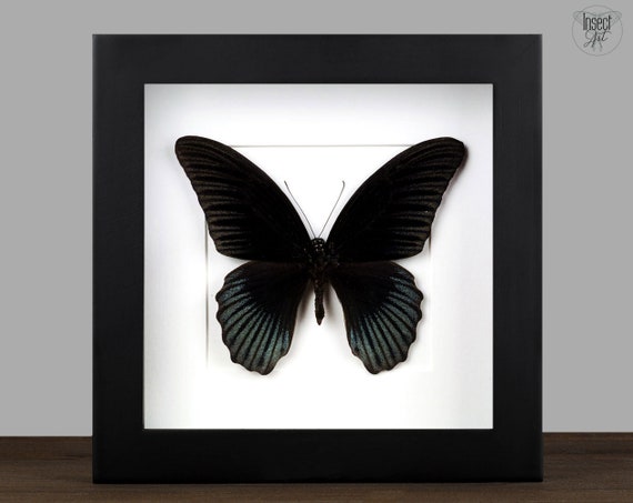 Framed Papilio Butterfly: Black Entomology Display - Gothic Wall Decor