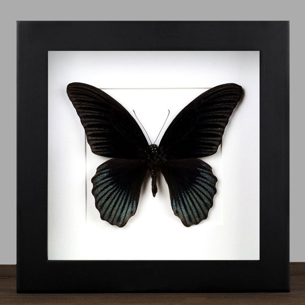Echter schwarzer Schmetterling gerahmt Papilio memnon  Insekt Entomologie Taxidermie Natur Wanddeko Geschenk Kunst Home Office Decor