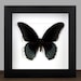 see more listings in the Framed Butterflies section